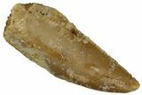 Serrated, Raptor Tooth - Real Dinosaur Tooth #296175-1